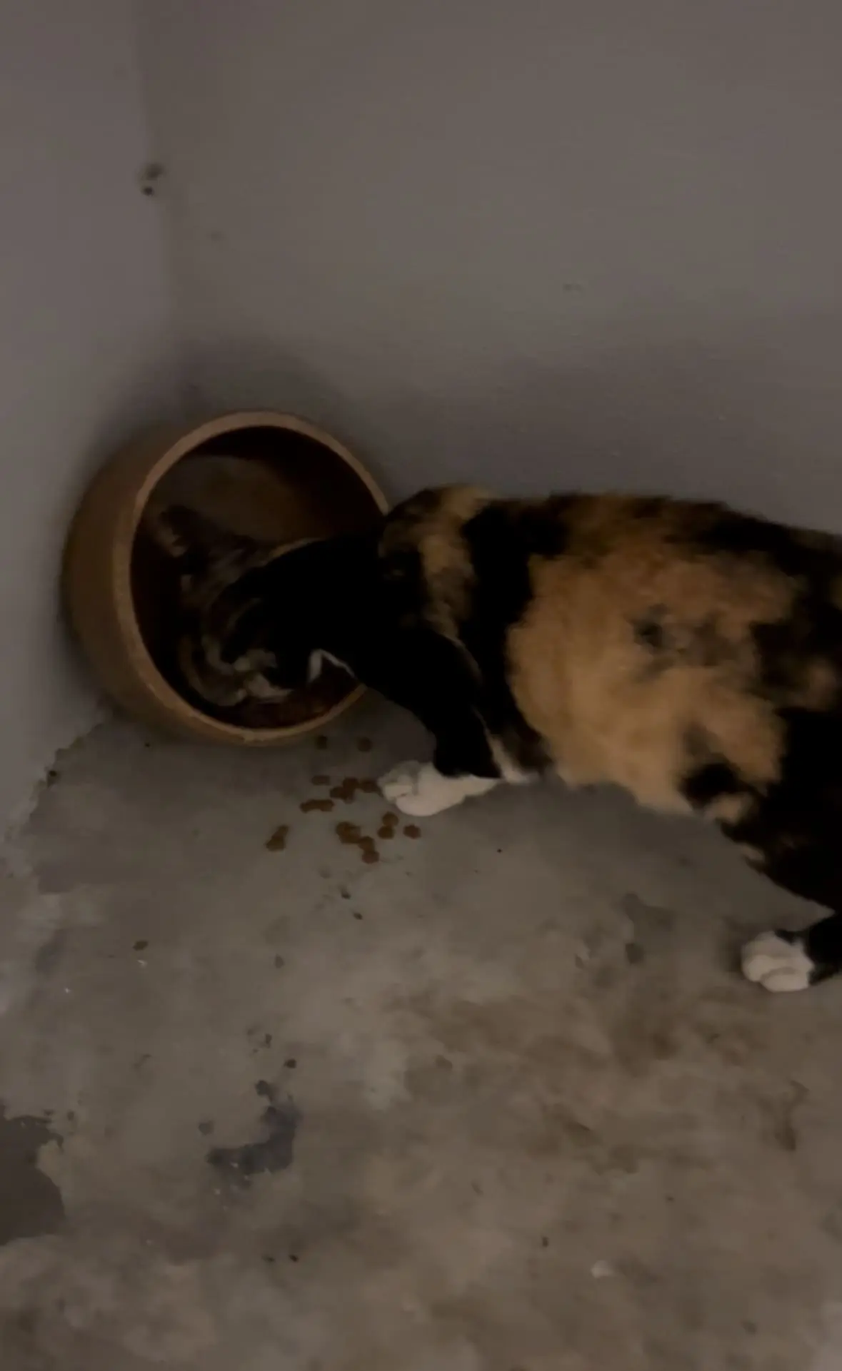 Stray Cat Leads M'sian Man To An Empty Food Bowl Hoping To Be Fed