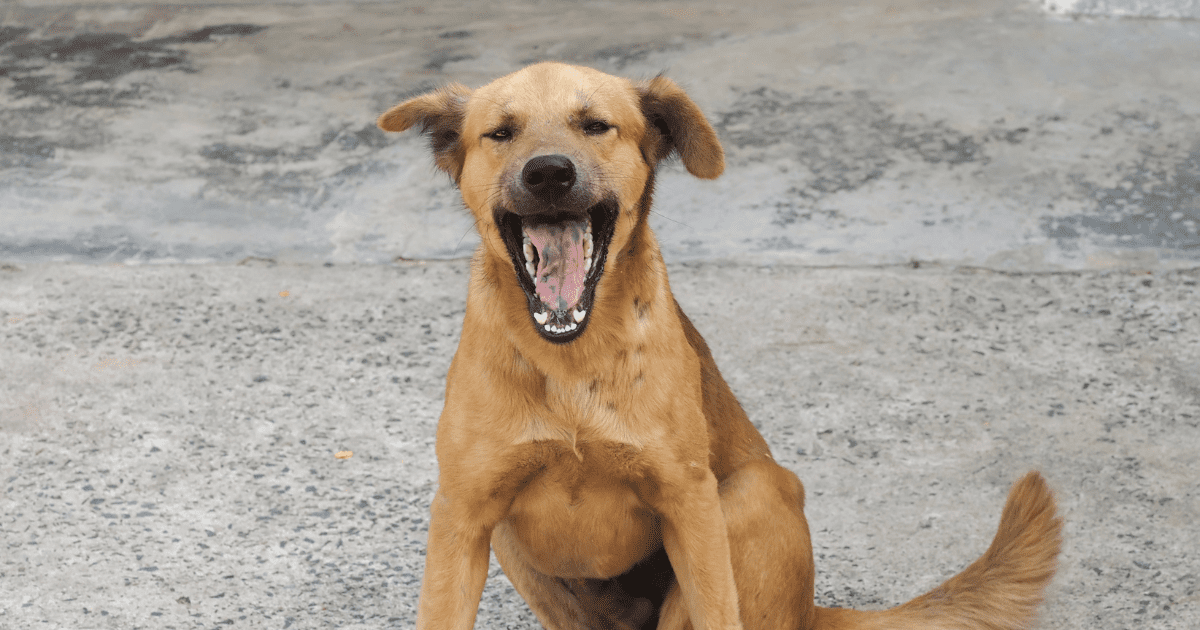 stray dog yawning on the road