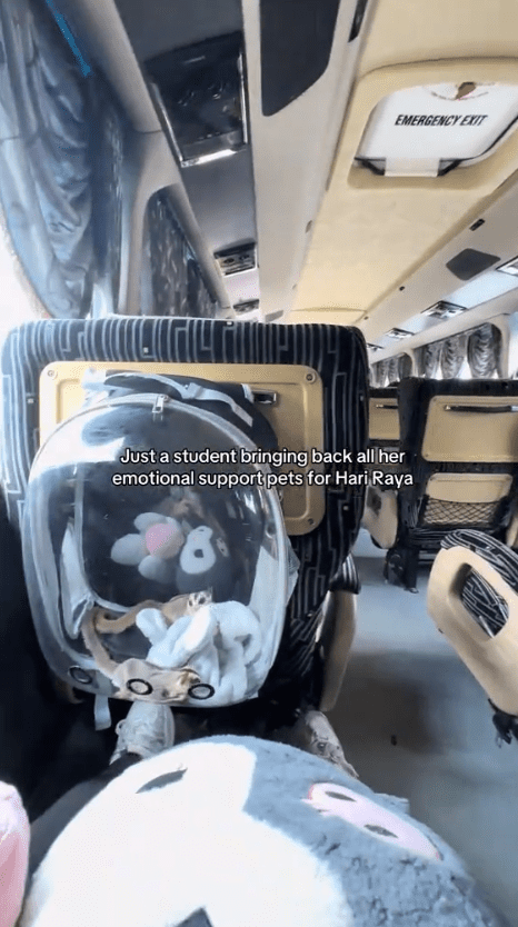 sugar gliders on the bus