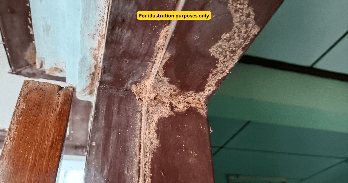 Termite infestation