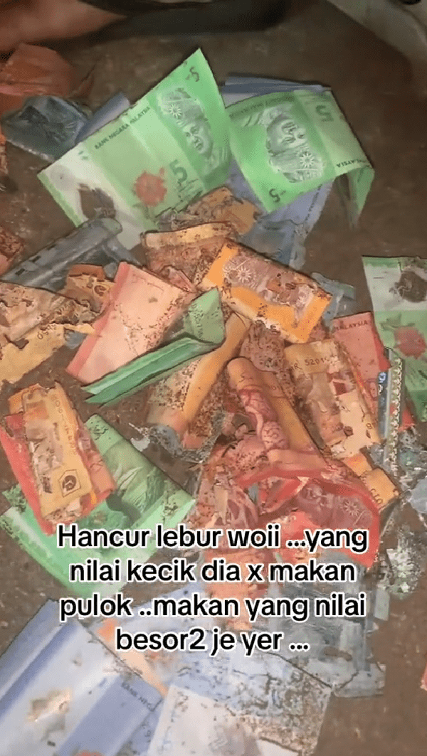 Termites devour cash (1)