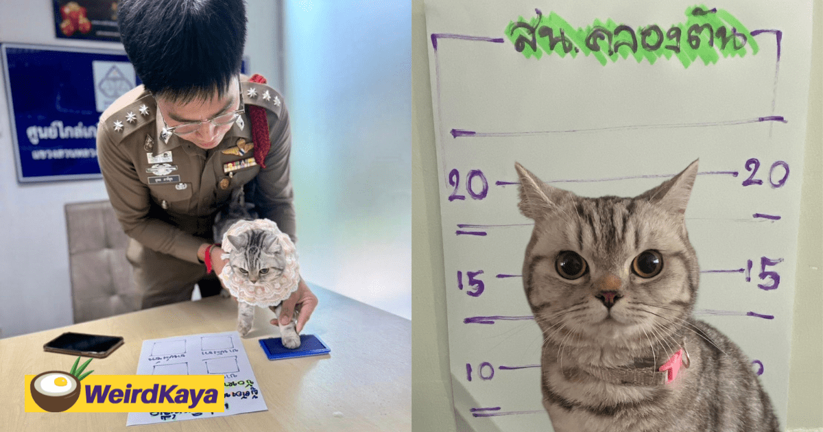 Thai Cat Arrested For Beating Up Cop Now Faces Pawsecution, Gets Released On Bail