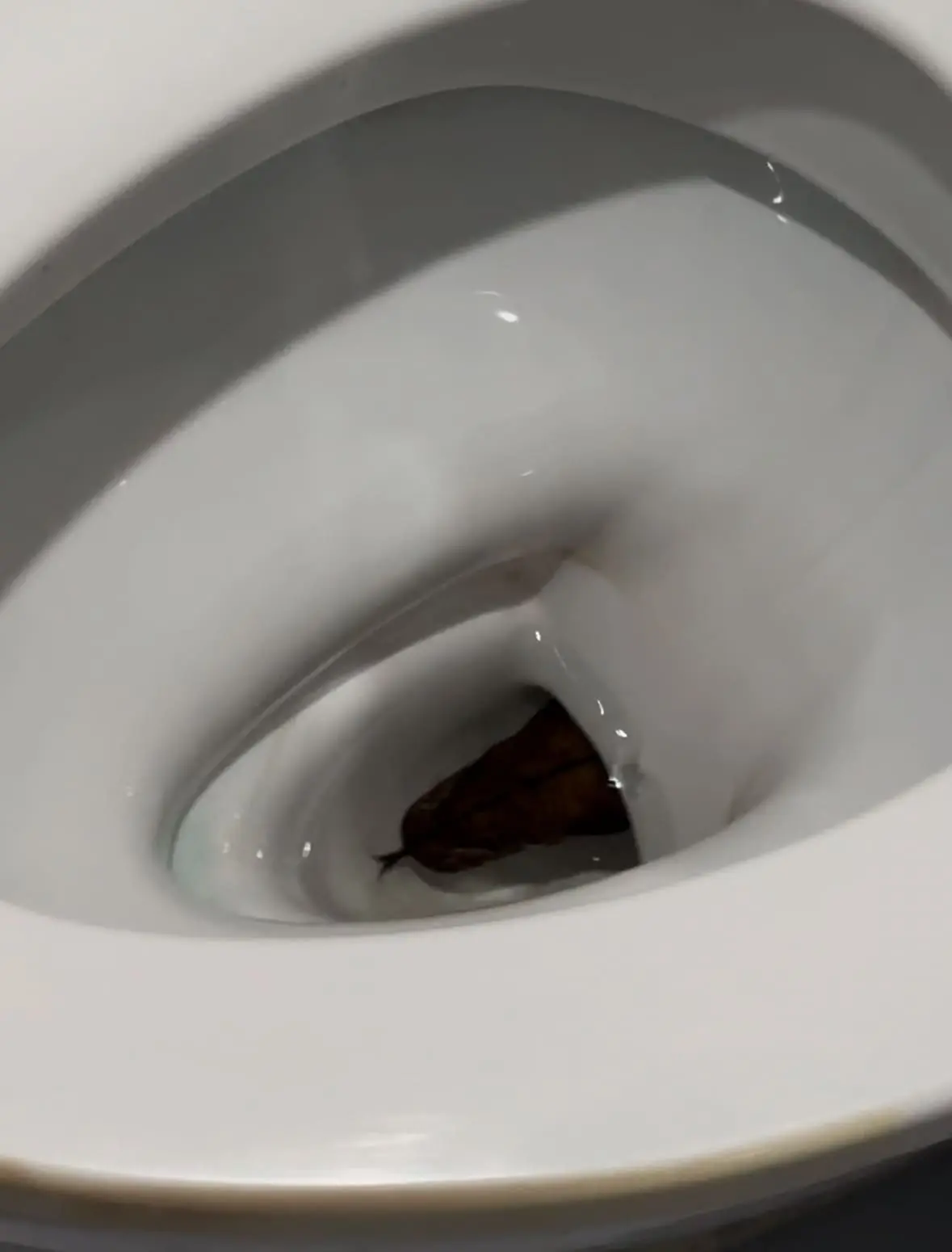 Thai Family Panics And Quickly Shuts Toilet Lid After Snake Suddenly Emerges From Bowl