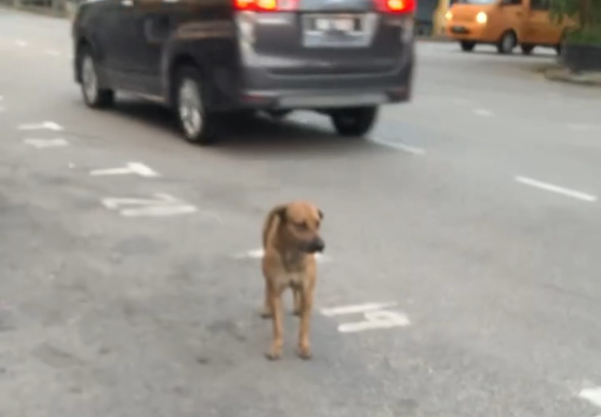 “Thank You for Giving Me Some Too” — Stray Dog Patiently Watches M’sian Woman Feed Cats Before Getting His Turn