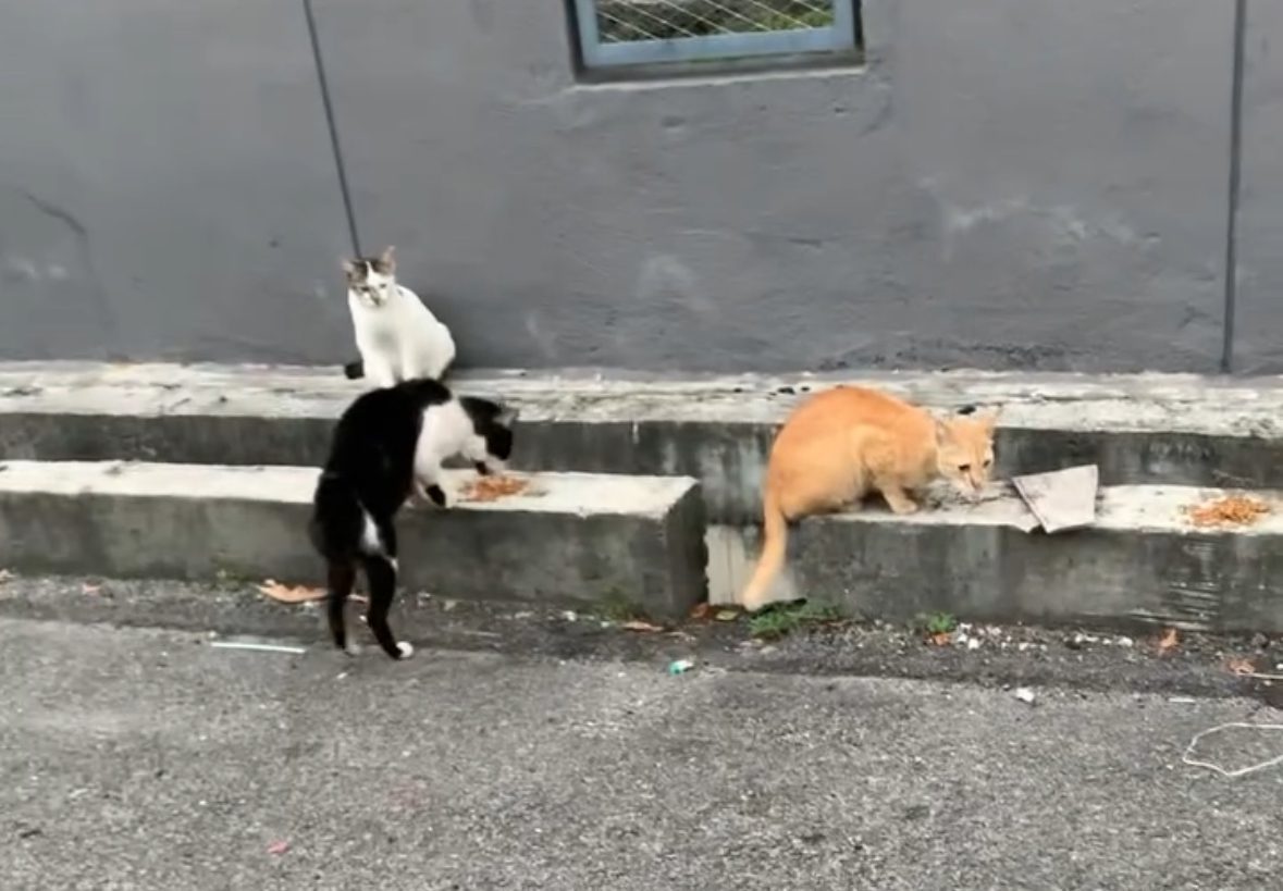 “Thank You for Giving Me Some Too” — Stray Dog Patiently Watches M’sian Woman Feed Cats Before Getting His Turn