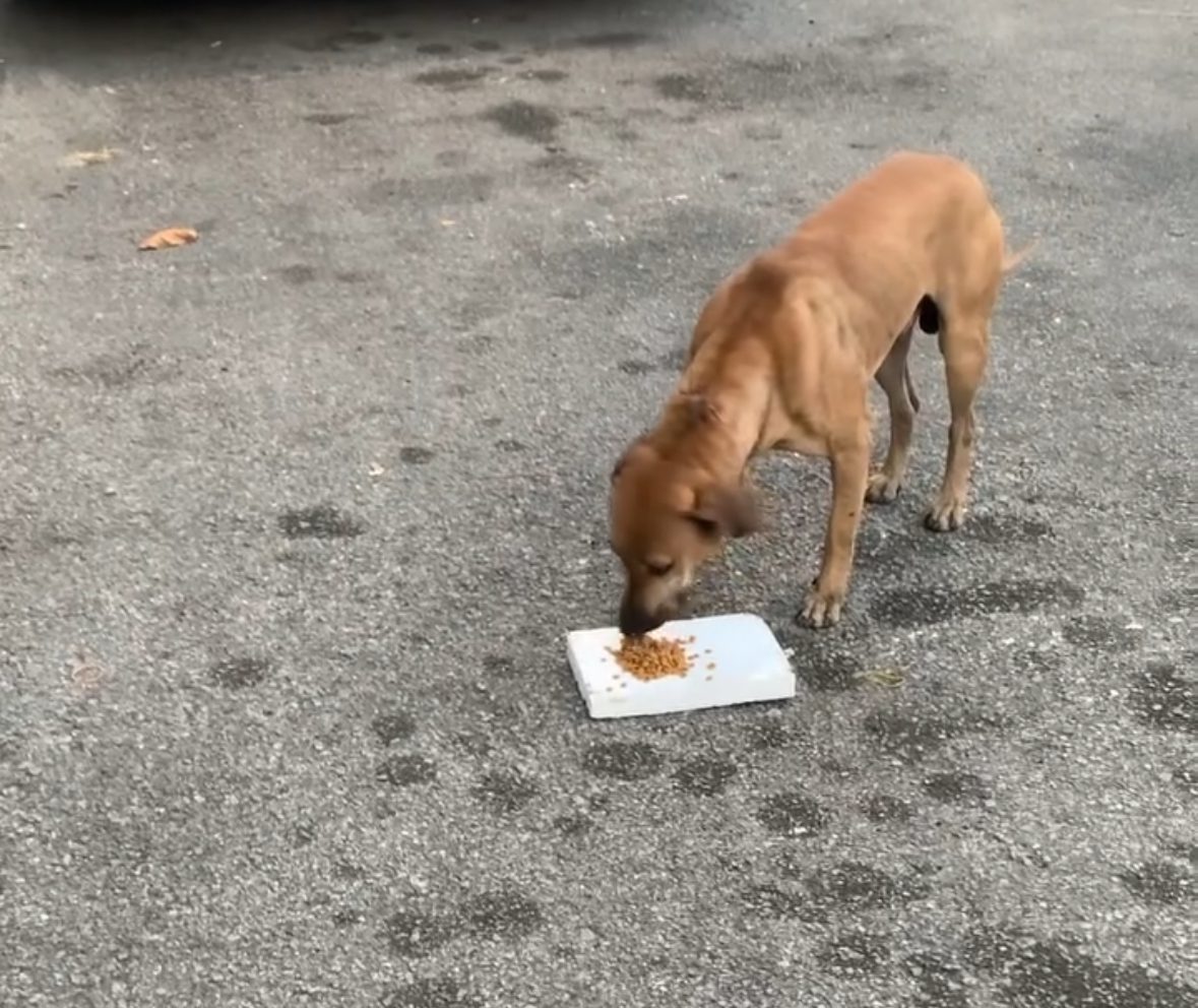 “Thank You for Giving Me Some Too” — Stray Dog Patiently Watches M’sian Woman Feed Cats Before Getting His Turn
