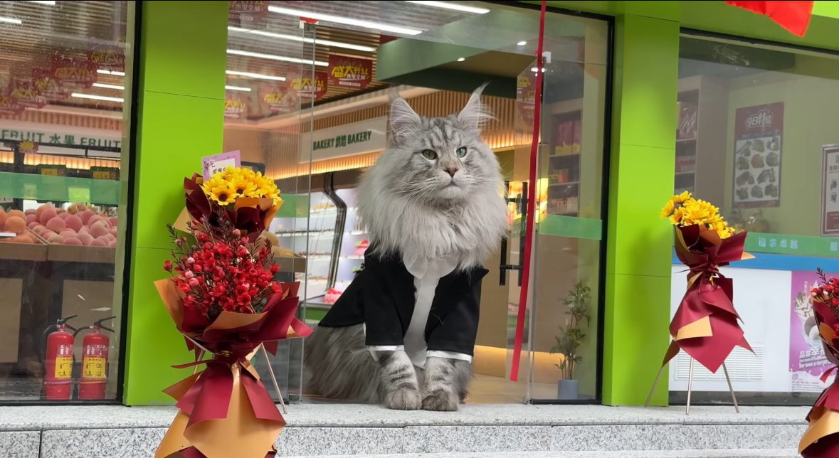 This YouTuber Spends 4 Months Building Mini Subway Station For His Maine Coon Cats