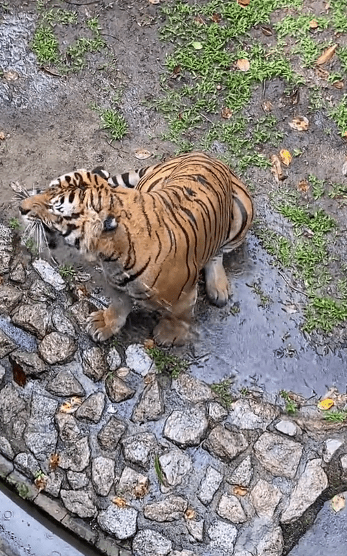 Tiger gets sprayed with water at Johor Zoo