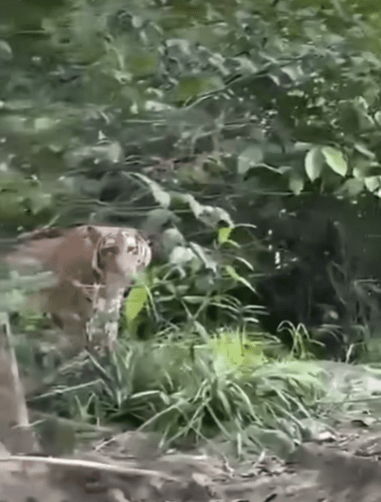 Tiger spotted in Kluang (2)