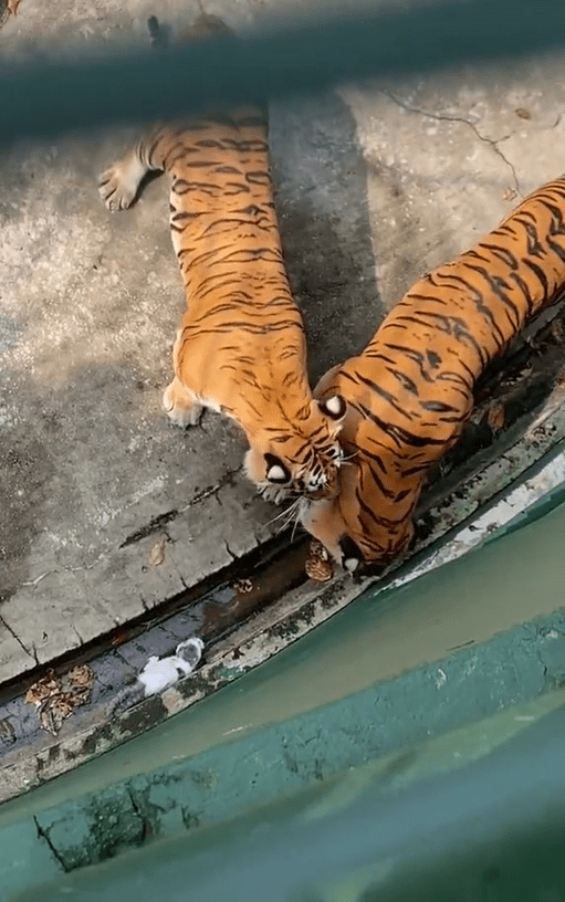 Tigers smell kitten at Johor Zoo