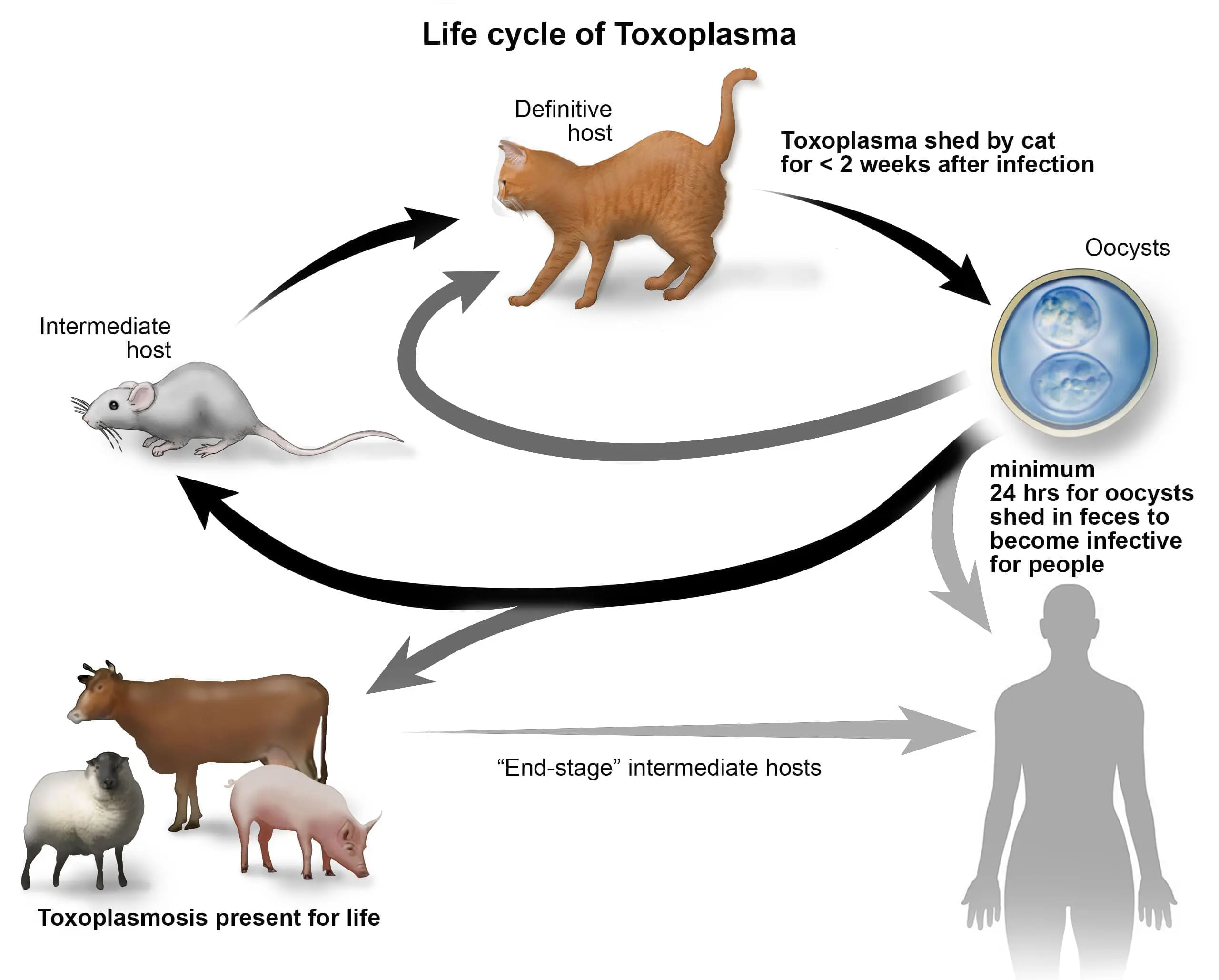 Infographic picture of life cycle of Toxoplasma