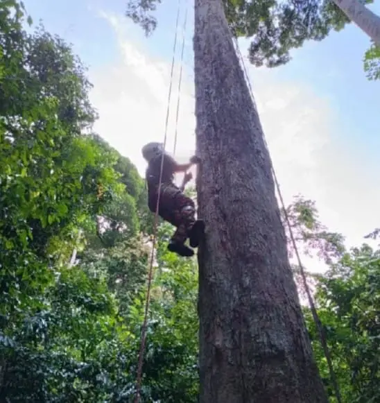 Kelantan Fire Department rescuer climbing Tualang tree