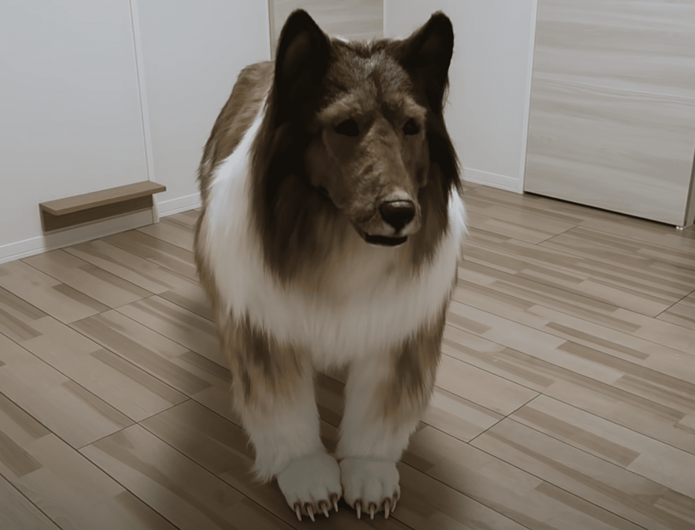 Tried to become a collie dog Japanese man