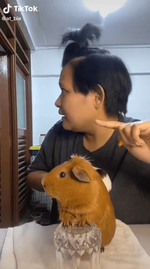 Woman and pet guinea pig reacting to fireworks