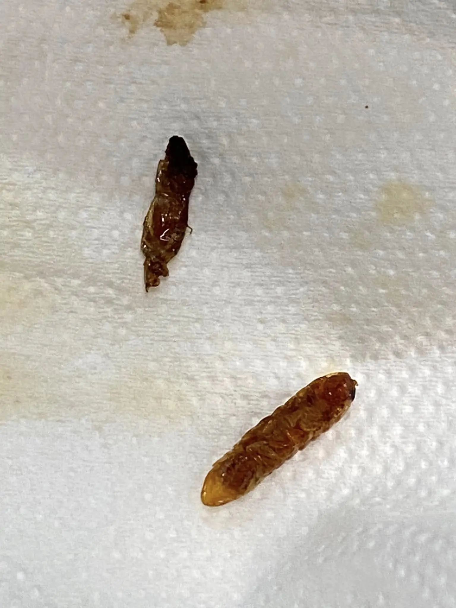 two worms on a tissue