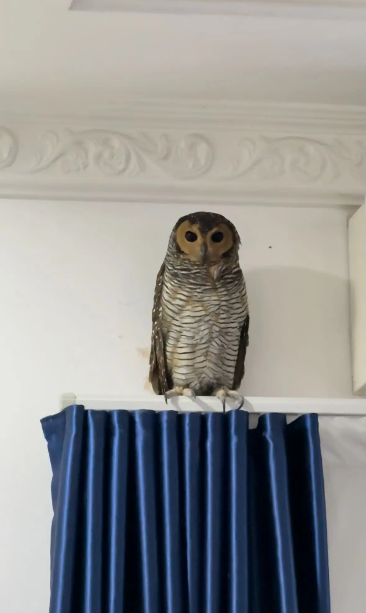 Unbothered Owl Casually Crashes M’sian Raya Open House & Becomes The Main Character Without Even Trying