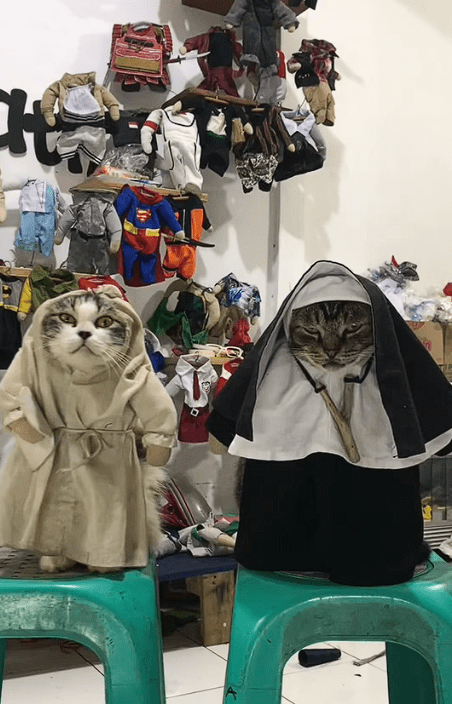 Valak and pocong cat together