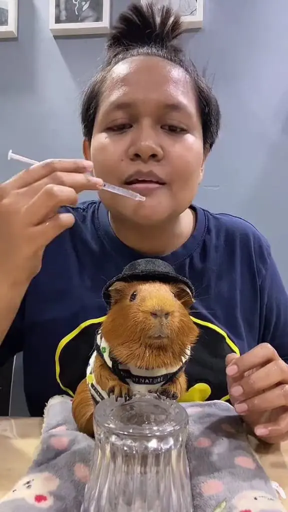 Tiktok star guinea pig Kalbar with his owner