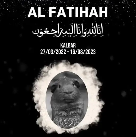 Obituary of Tiktok star guinea pig Kalbar 