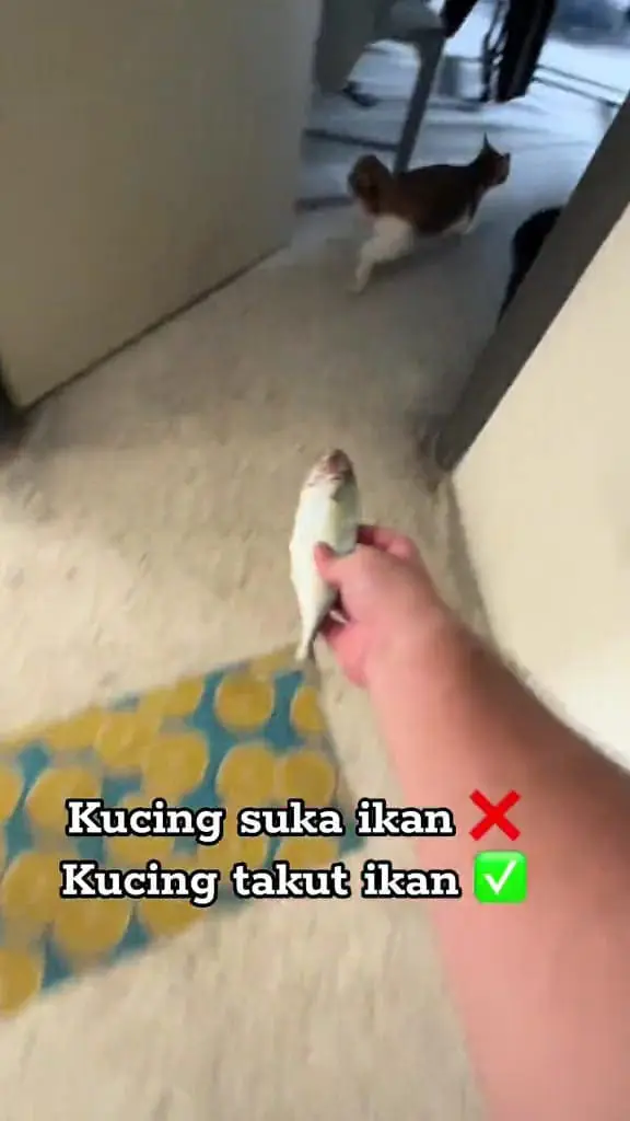 A man gives a fish to his cat, but it runs away.