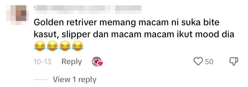 5 M'sian Vet Clinic Staff Work Together To Release Slipper From Golden Retriever's Mouth - comment