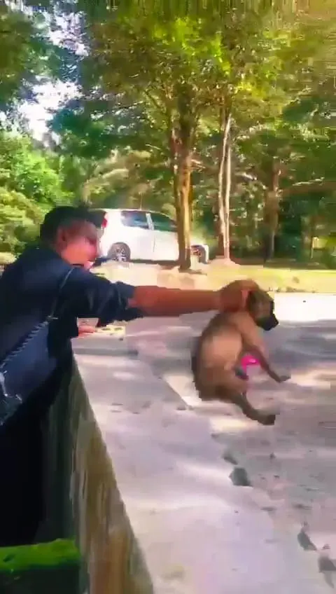 Msian police took out the puppy that fell into the drain and put it on the road.
