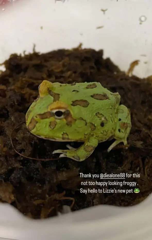 A frog that was rescued by Joey