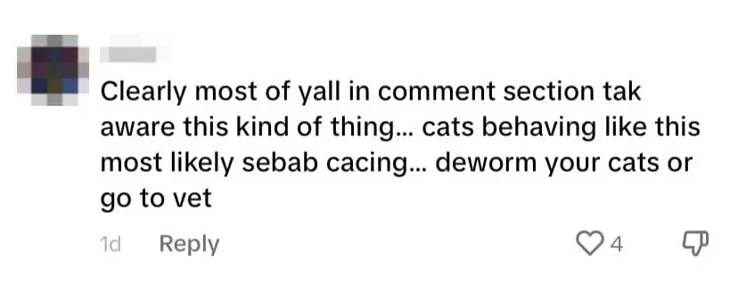 Oyen Wipes Its Butt On Carpet After Pooping, Netizens Concerned About Potential Health Issues comment 2