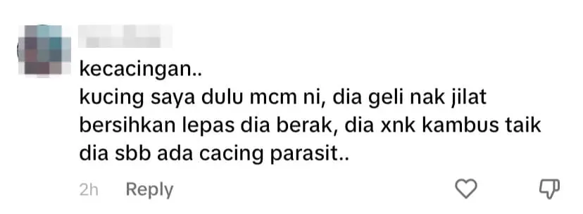 Oyen Wipes Its Butt On Carpet After Pooping, Netizens Concerned About Potential Health Issues comment 1