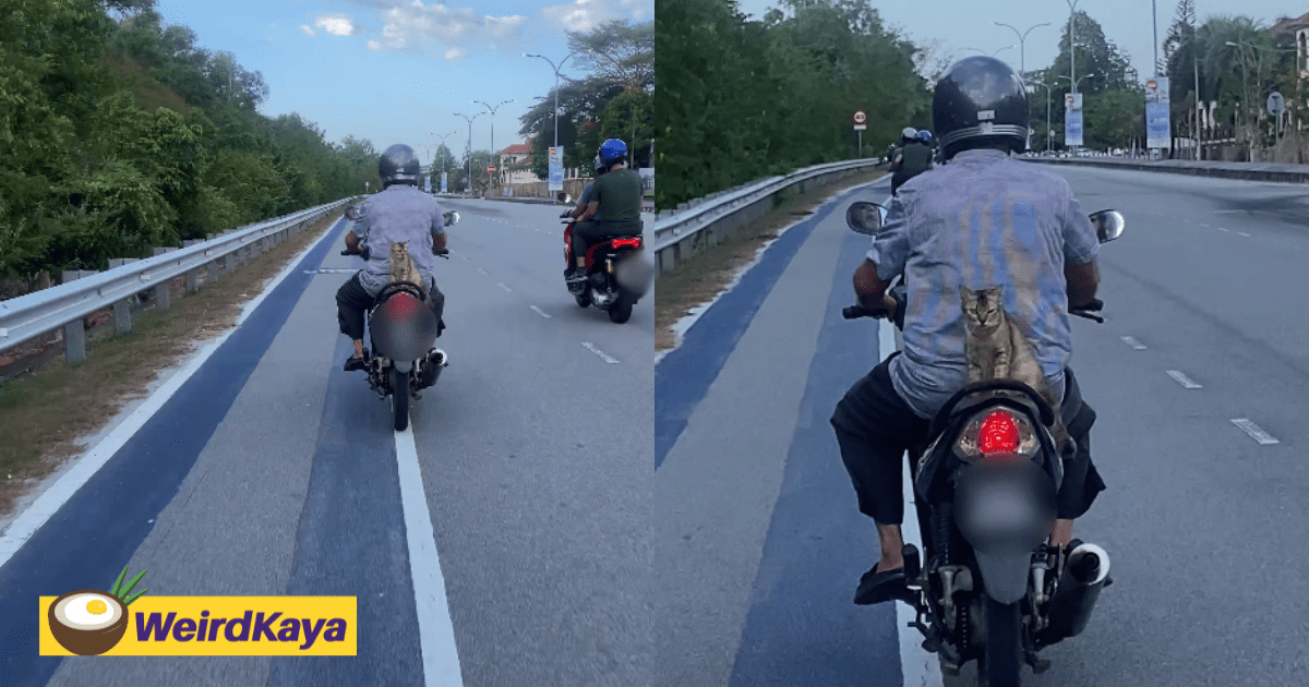 'Where's Your Helmet, Meow?' – M'sians Amused By Cat Casually Riding Pillion On Motorbike