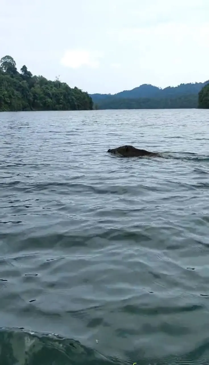 wild boar swimming in river