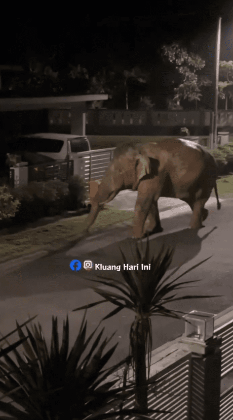 wild elephant strolling around housing area in johor