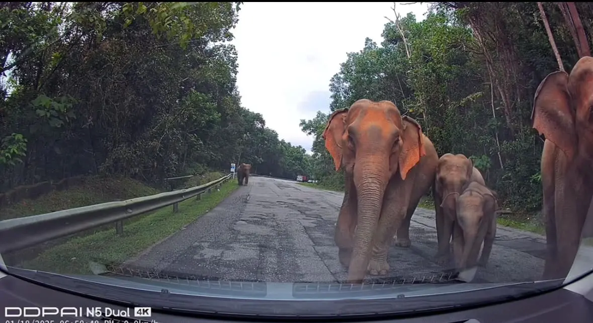 wild elephants gerik jeli highway