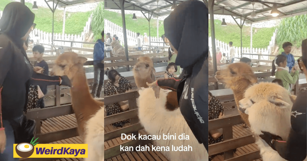 M'sian Woman Gets Spat On By Alpaca After Playfully Tugging Its Ear