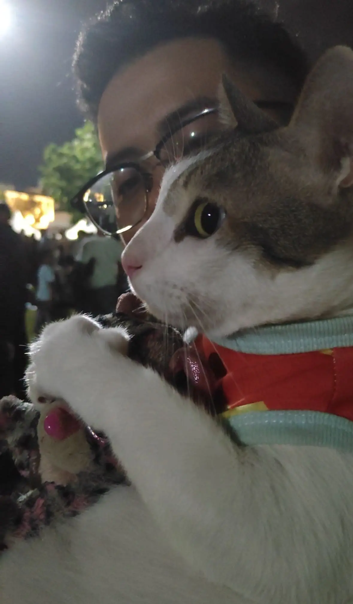 yoyo the cat sulk new year eve