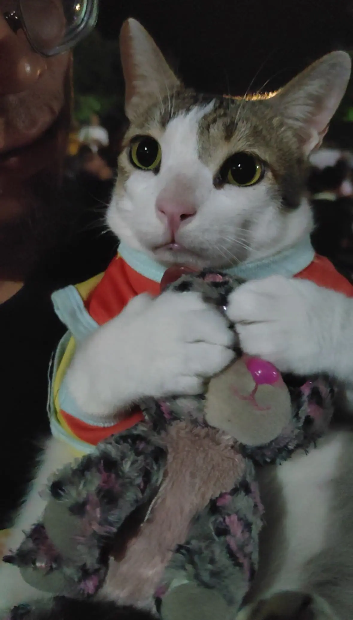 yoyo the cat sulk new year eve