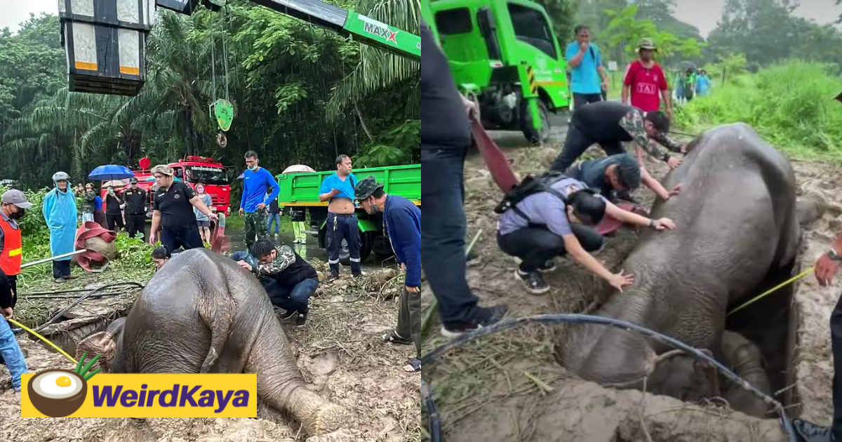 [video] thai vet and park staff save elephant and calf from manhole in dramatic rescue | weirdkaya
