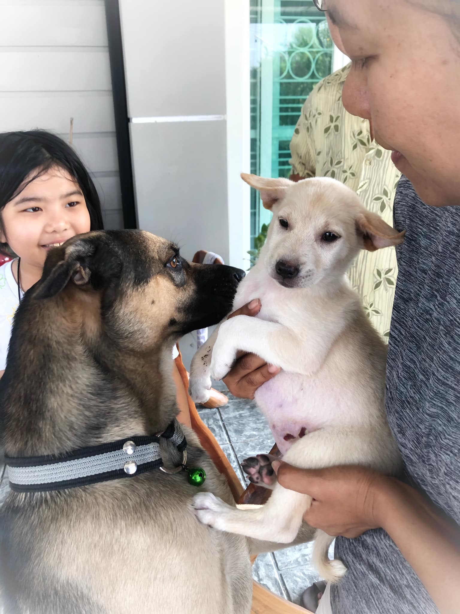 Puppy survives 50KM ride while trapped underneath the car