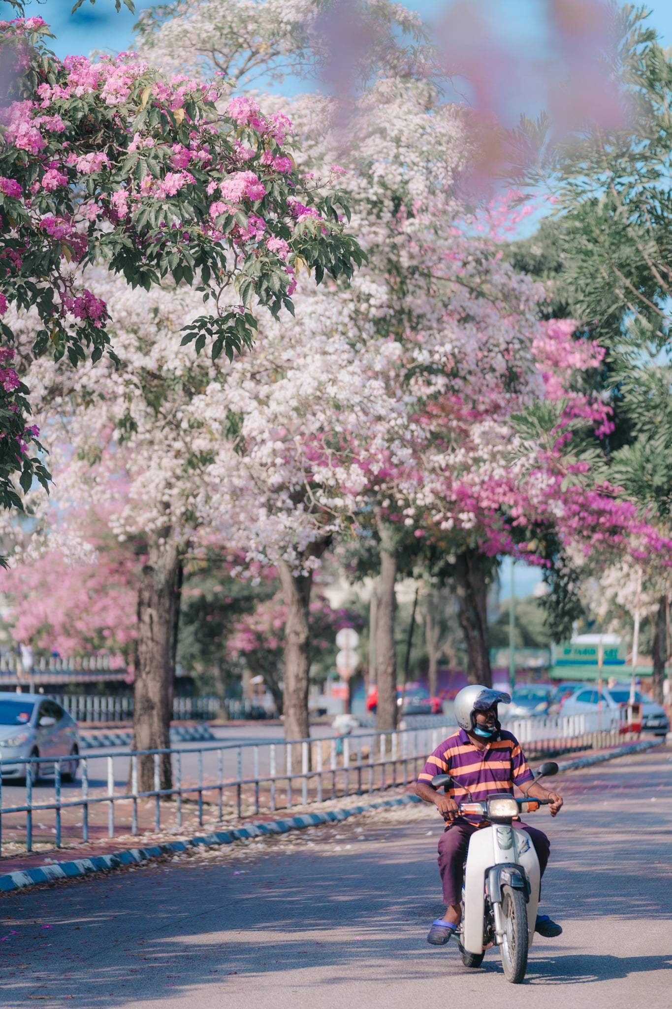Images of "sakura"-like flowers blooming in Malaysia leave netizens amazed