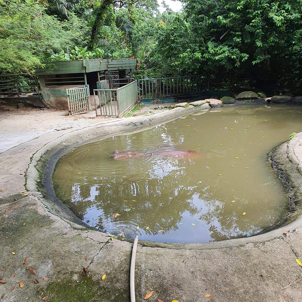 [PHOTOS] "Smelly and filthy!" Malaysian laments over poor conditions in Zoo Negara