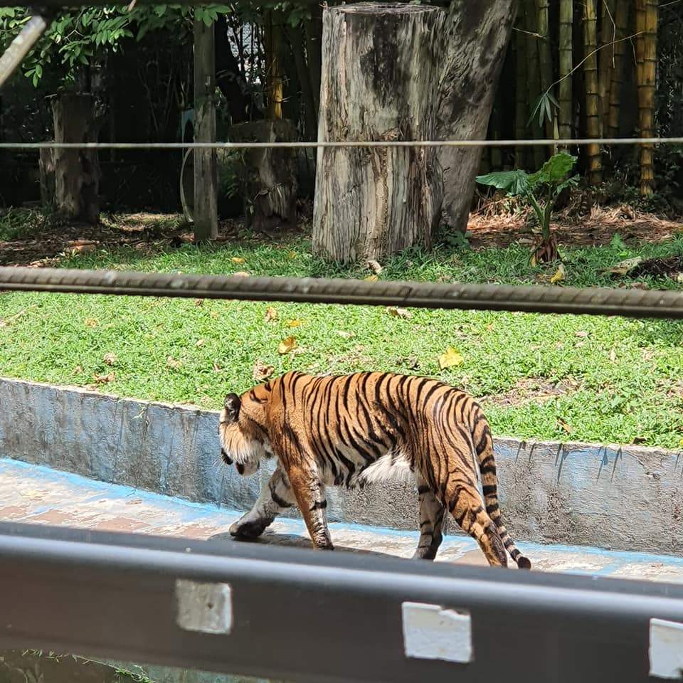 [PHOTOS] "Smelly and filthy!" Malaysian laments over poor conditions in Zoo Negara