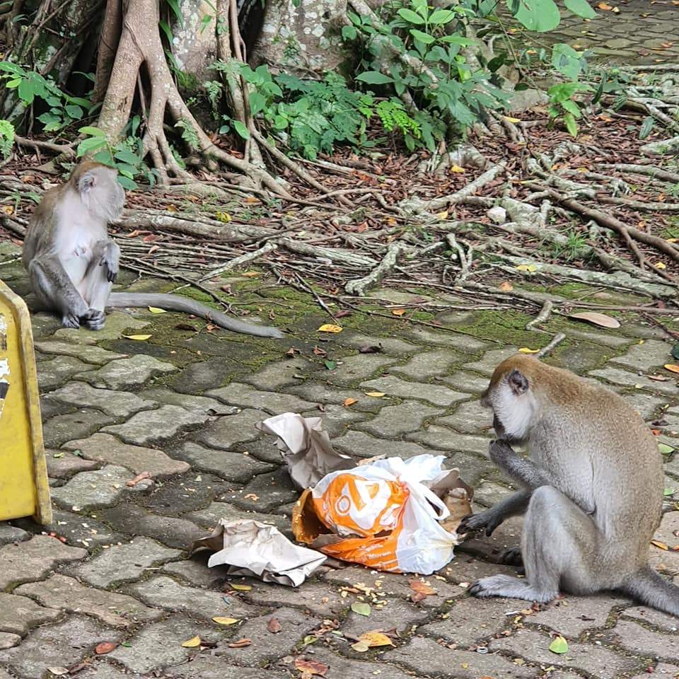 [PHOTOS] "Smelly and filthy!" Malaysian laments over poor conditions in Zoo Negara