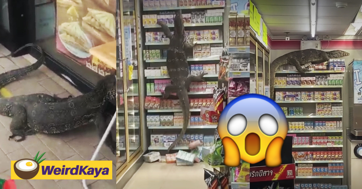 Terrifying video shows godzilla-like lizard ransacking 7-eleven store in search of food | weirdkaya