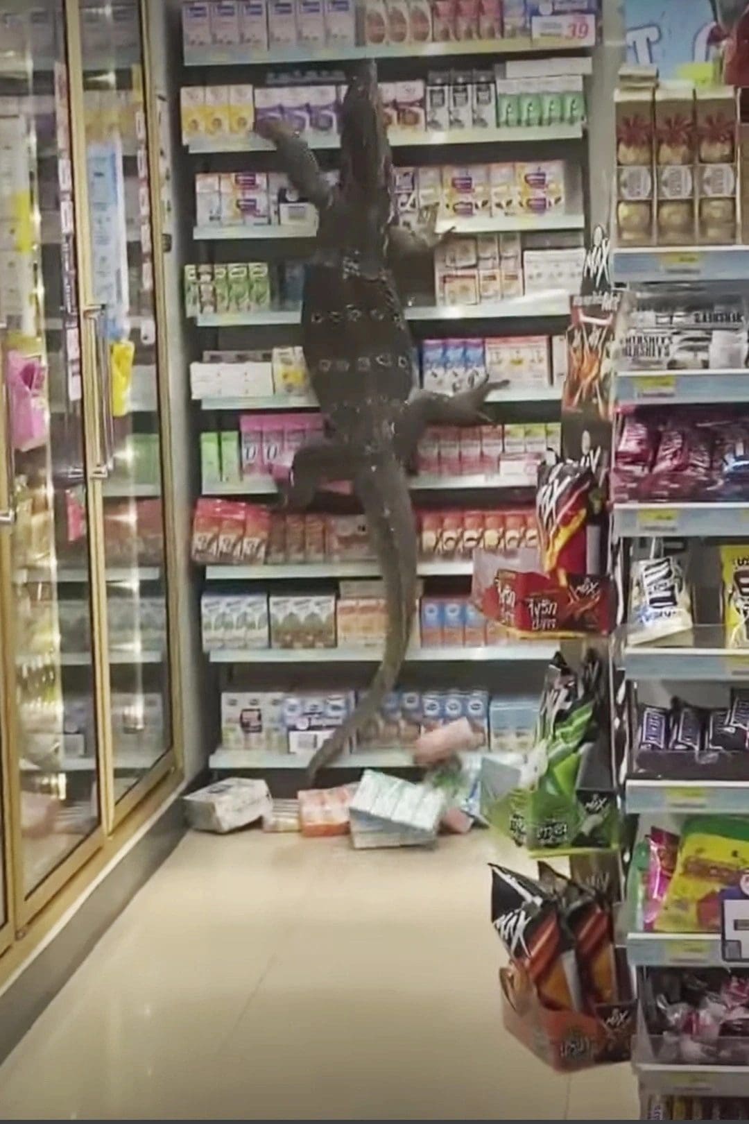 Terrifying video shows Godzilla-like lizard ransacking 7-Eleven store in search of food