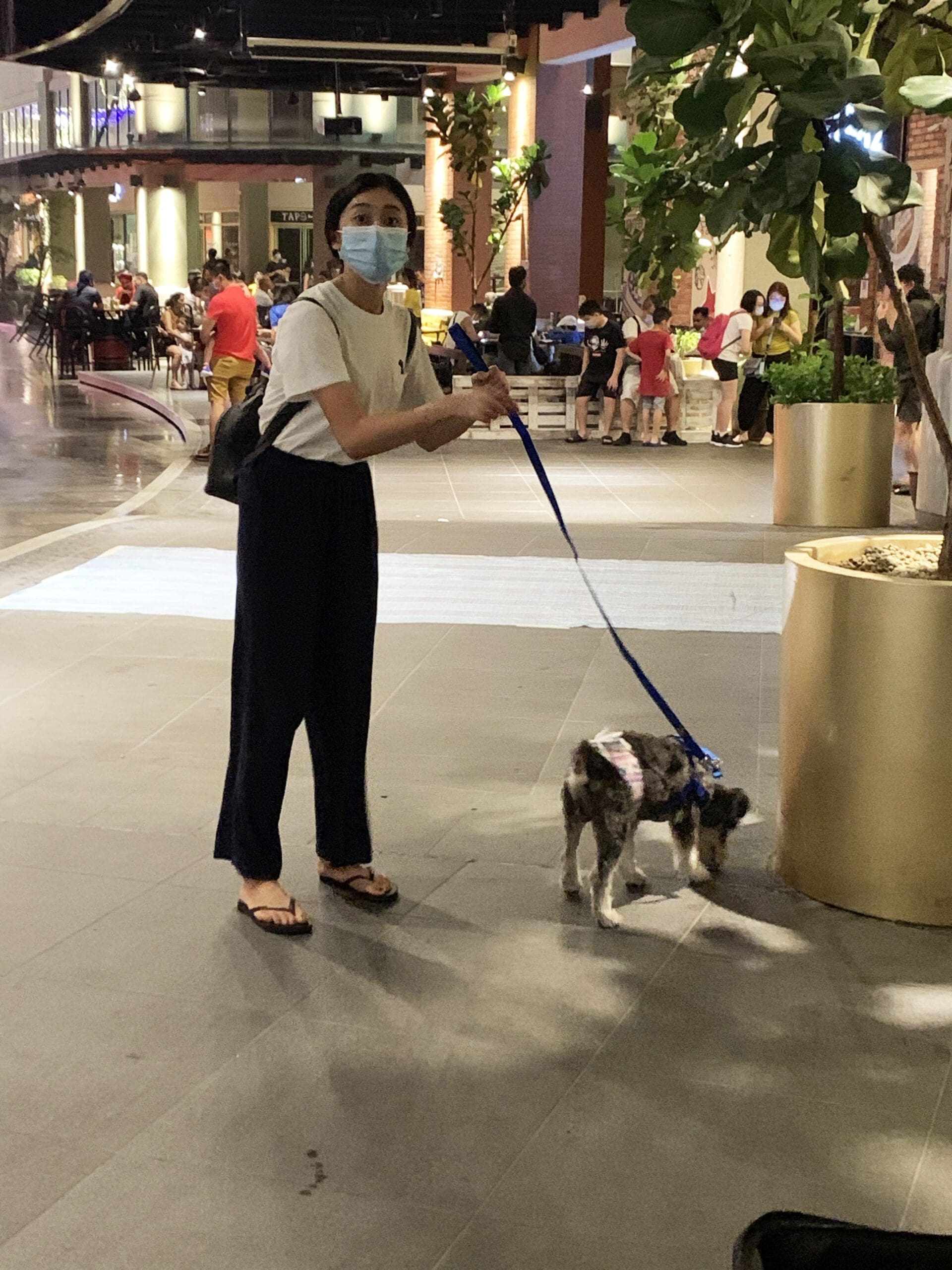 Better snacks, better pets: Sisters’ love for family dog inspires pet snacks start-up