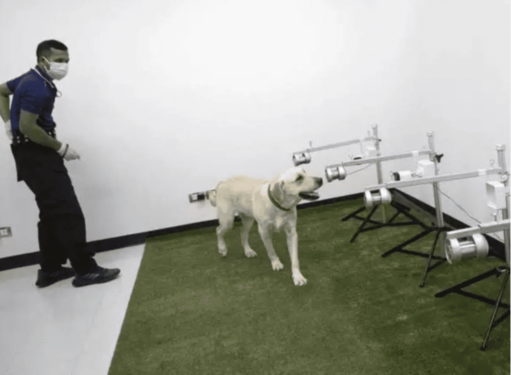 These dogs can detect COVID-19 with their noses with a 95% accuracy rate