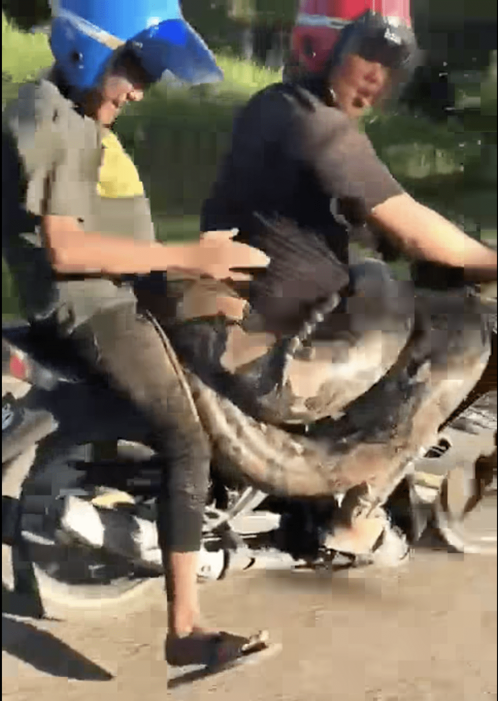 200kg python spotted enjoying a motorcycle ride in Kelantan