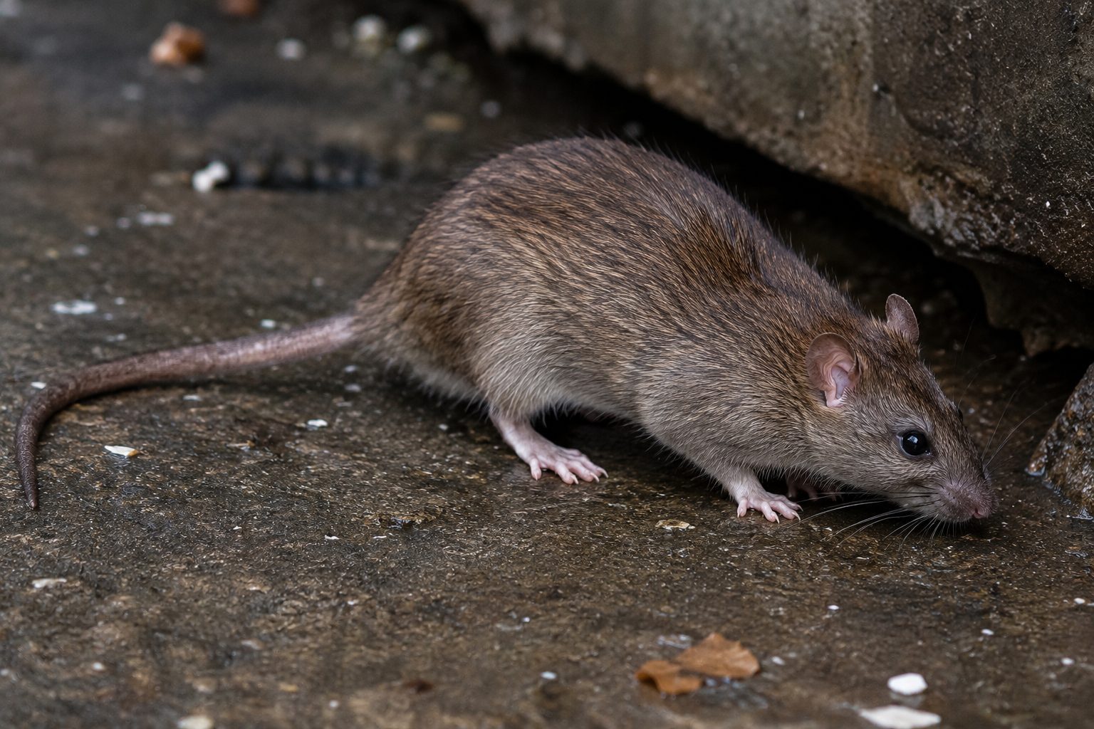  wk rat 