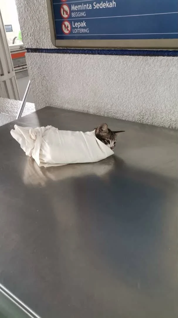 wk cat saved