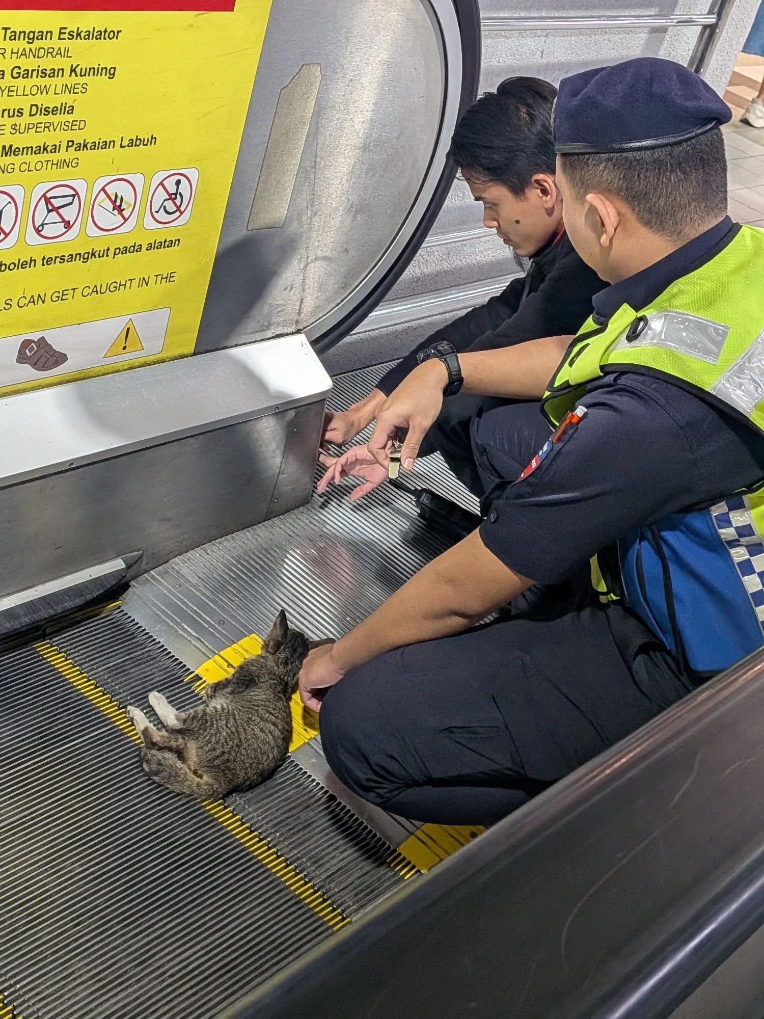 wk escalator cat